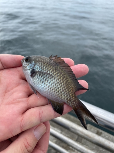 スズメダイの釣果