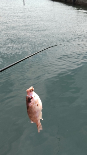 タイの釣果