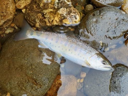 ヤマメの釣果