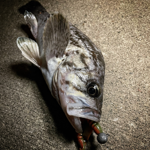 クロソイの釣果