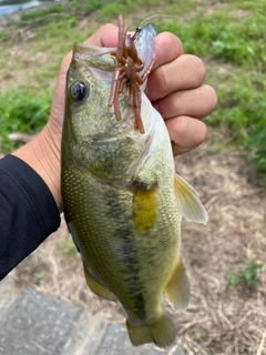 ラージマウスバスの釣果