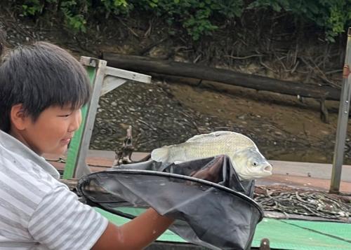 ヘラブナの釣果