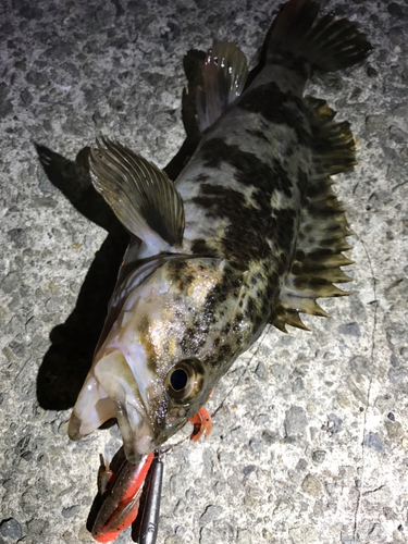 タケノコメバルの釣果