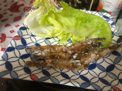 マハゼの釣果