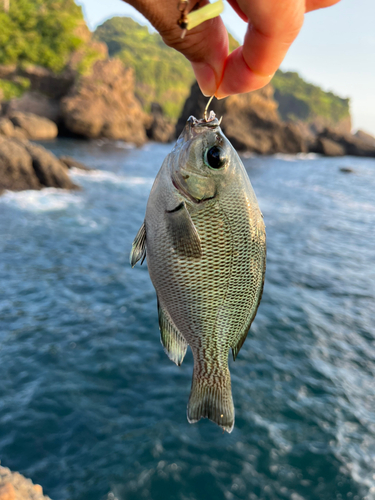 グレの釣果