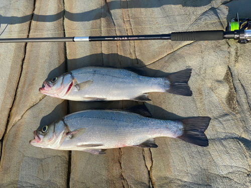 ヒラスズキの釣果