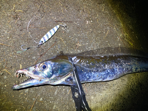 タチウオの釣果