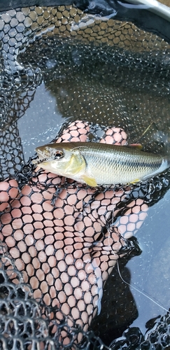 カワムツの釣果