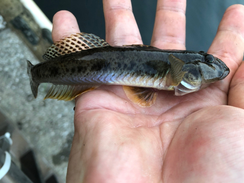 マハゼの釣果