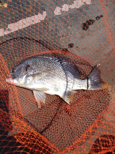 キチヌの釣果