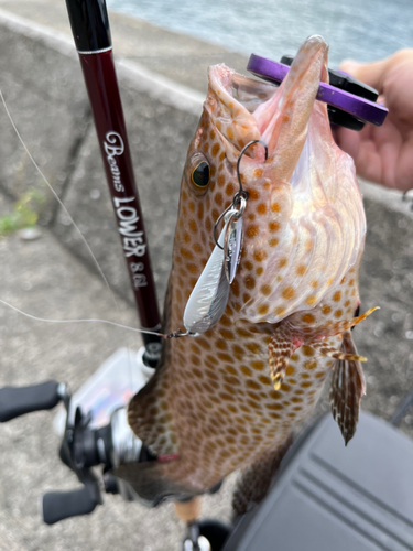 オオモンハタの釣果