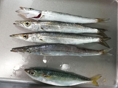 カマスの釣果