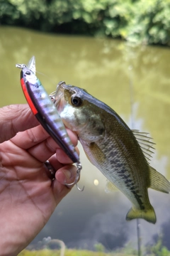 ラージマウスバスの釣果