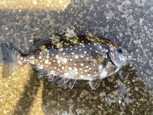 アイゴの釣果