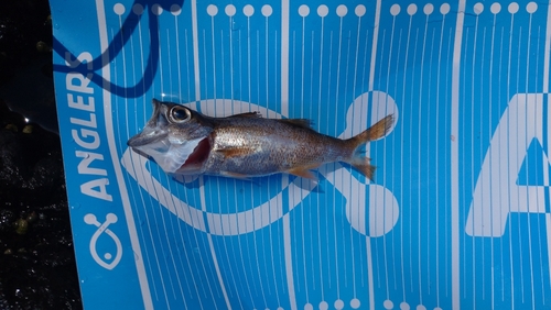 ムツの釣果