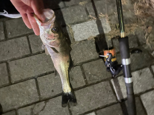 セイゴ（マルスズキ）の釣果