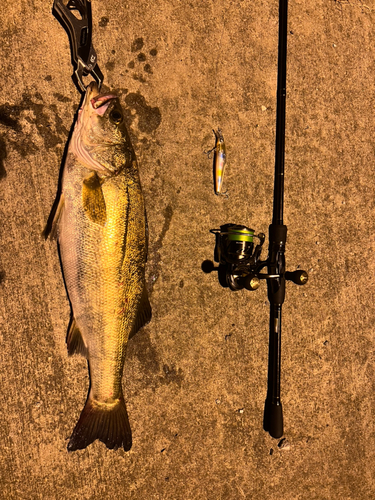 シーバスの釣果