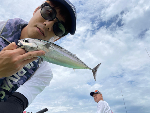 マルソウダの釣果