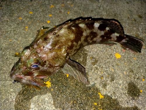 カサゴの釣果