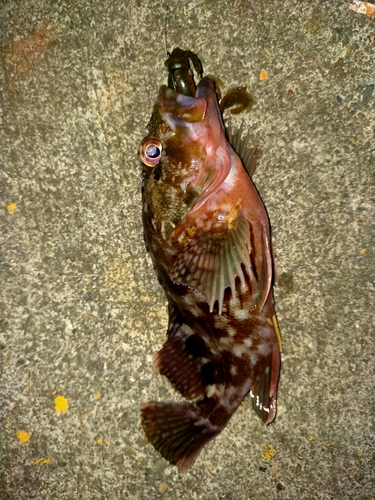 カサゴの釣果