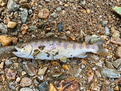 ヤマメの釣果