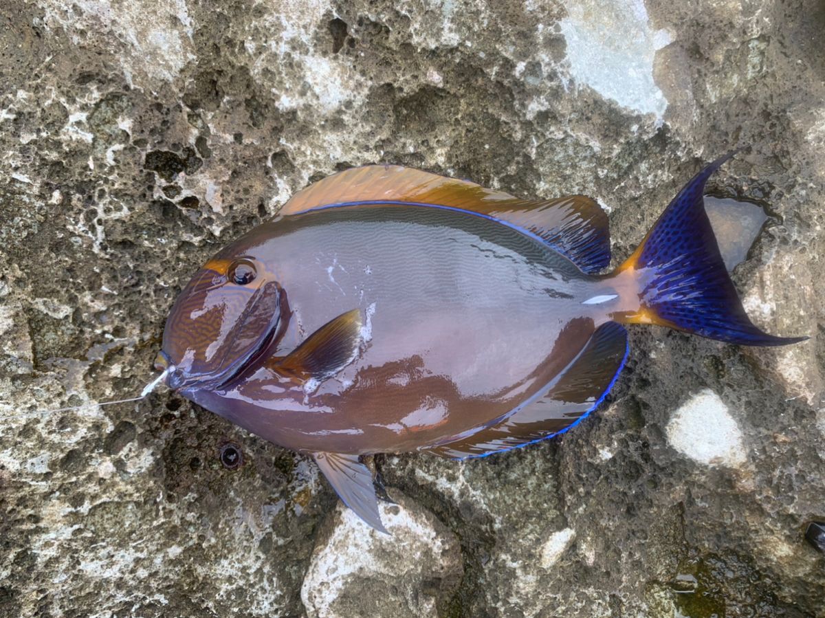 あふらぐにすさんの釣果 2枚目の画像