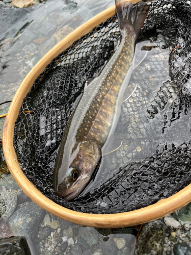 イワナの釣果