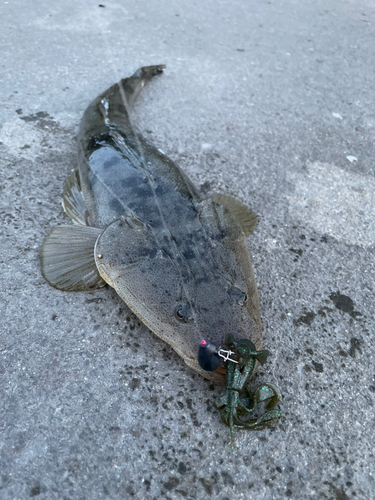 マゴチの釣果