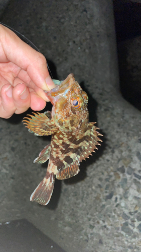 カサゴの釣果