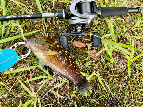 ホシササノハベラの釣果