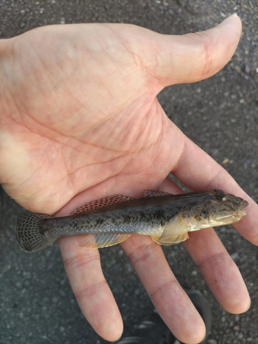 マハゼの釣果