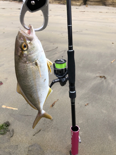 ショゴの釣果