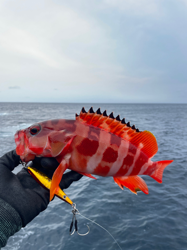 アカハタの釣果