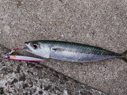 サバの釣果