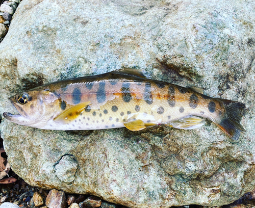 ヤマメの釣果