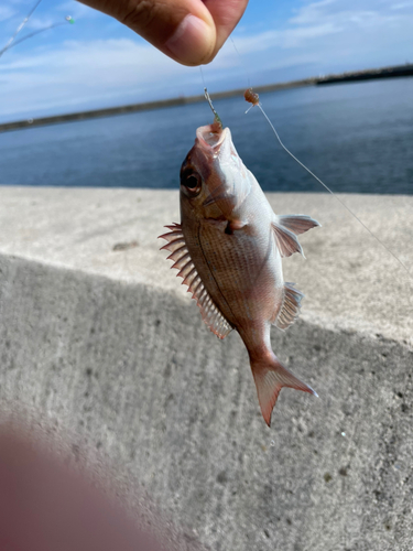 ハナダイの釣果