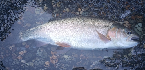 ニジマスの釣果