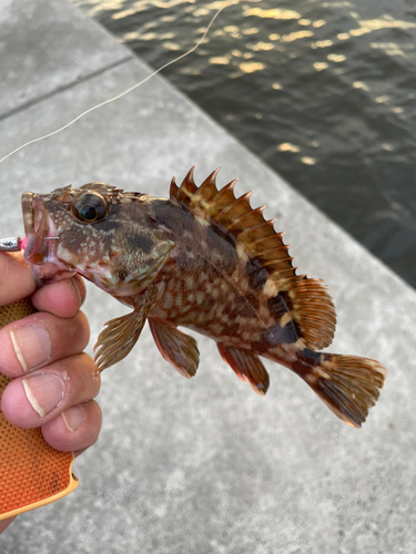 カサゴの釣果