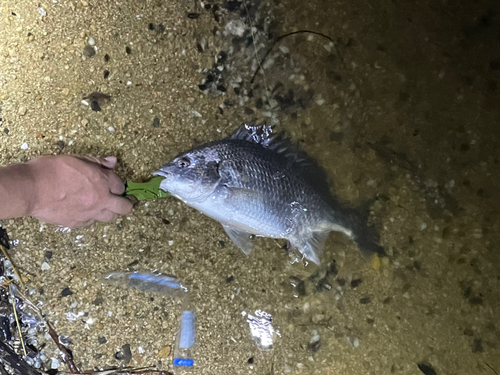 キビレの釣果