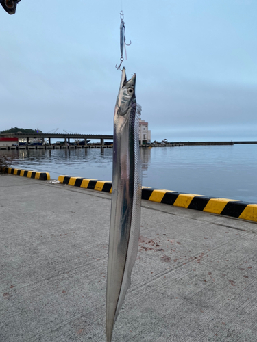 タチウオの釣果