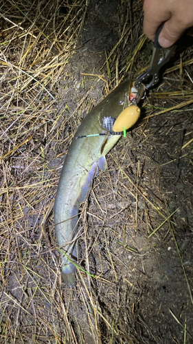 マナマズの釣果