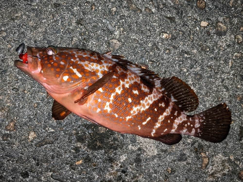 キジハタの釣果