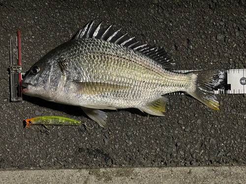 キビレの釣果