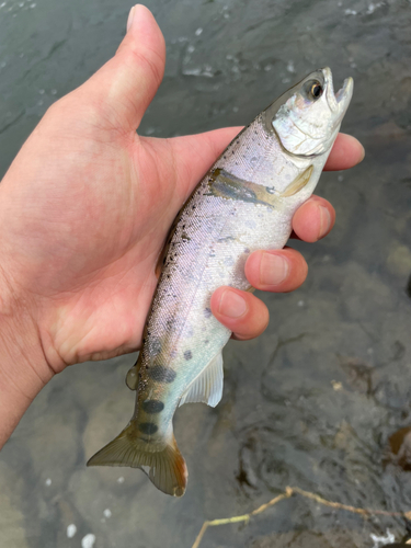 ヤマメの釣果