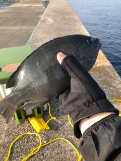 クチブトグレの釣果