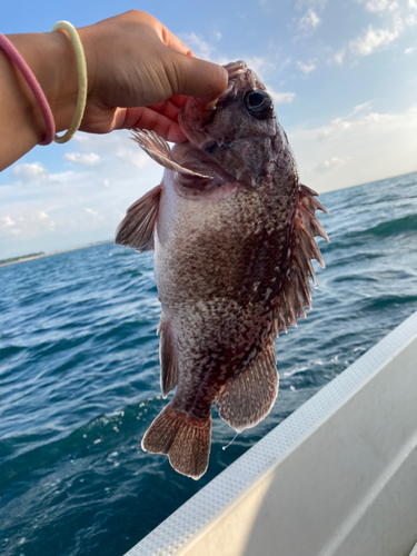 クロソイの釣果