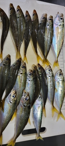 アジの釣果