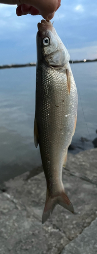 ウグイの釣果