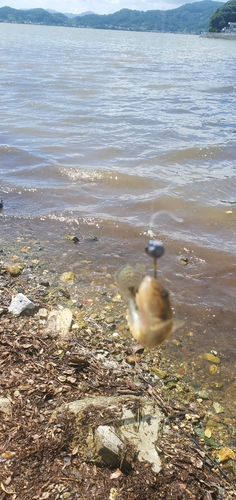 マハゼの釣果