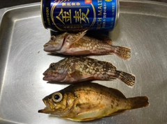 メバルの釣果